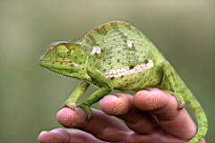 chameleon gomo gomo IMG_4913.JPG